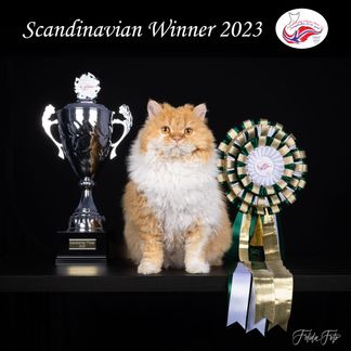 Scandinavian Winner - Norway 30.04.2023